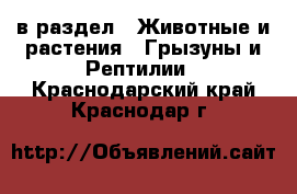  в раздел : Животные и растения » Грызуны и Рептилии . Краснодарский край,Краснодар г.